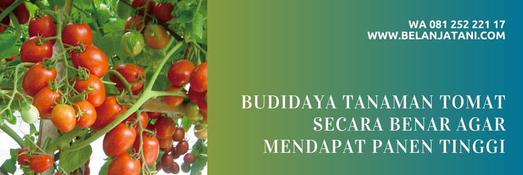 bibit tomat, bibit tomat yg bagus, jual bibit tomat, bibit pohon tomat, benih tomat terbaik