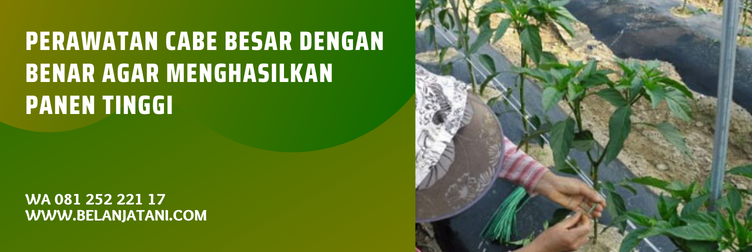 cara menanam cabe besar, cara menanam cabai, cara menanam cabe lombok besar, menanam cabe, cara menanam cabe merah yang benar
