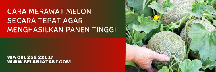 benih melon amanda tavi, melon amanda tavi, cara menanam melon, cara menanam melon untuk pemula, cara menanam melon dan perawatannya