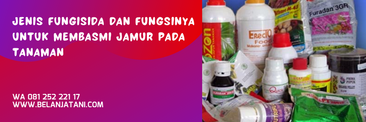 amistartop untuk cabe, fungisida amistartop, harga fungisida amistartop, bahan aktif fungisida amistartop, dosis amistartop