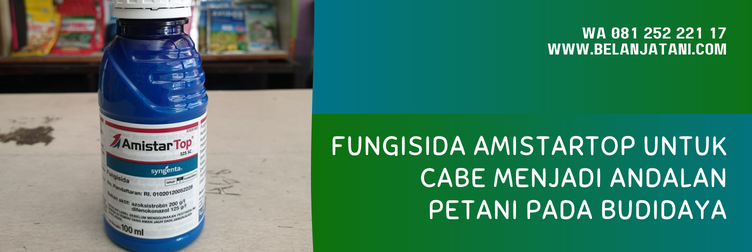amistartop untuk cabe, fungisida amistartop, harga fungisida amistartop, bahan aktif fungisida amistartop, dosis amistartop