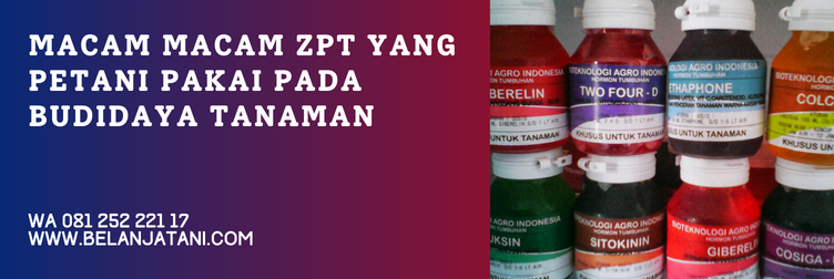 fungsi gibgro untuk cabe, harga gibgro, jenis zpt untuk cabe, merk zpt untuk cabe, gibgro untuk cabe