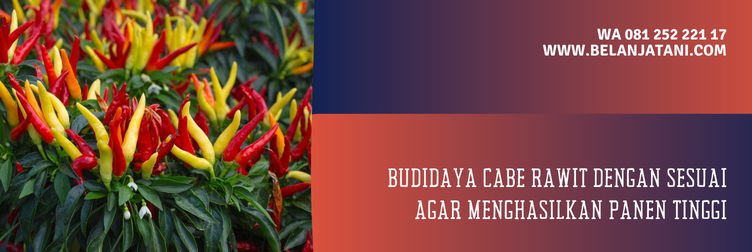 Jual Harga Bibit Cabe Shypoon Murah Berkualitas Yang Unggulan | Belanja Tani bibit cabe shypoon, cabai rawit shypoon, cabe shypoon, harga benih cabe rawit shypoon, jarak tanam cabe shypoon