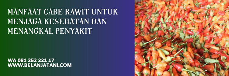 bibit cabe shypoon, cabai rawit shypoon, cabe shypoon, harga benih cabe rawit shypoon, jarak tanam cabe shypoon