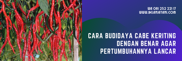 bibit cabe keriting, bibit cabe keriting unggul, benih cabe farux f1, bibit cabe keriting f1, harga bibit cabe keriting