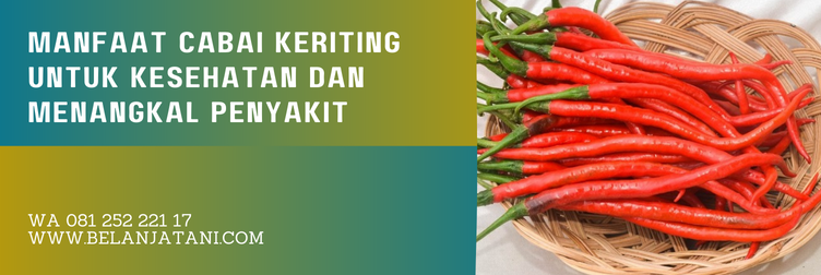 bibit cabe keriting, bibit cabe keriting unggul, benih cabe farux f1, bibit cabe keriting f1, harga bibit cabe keriting