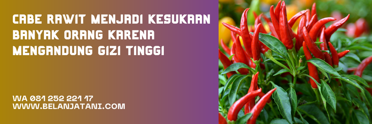 bibit cabe maruti, cabe maruti f1, cabe maruti pertiwi, bibit cabe rawit, harga bibit cabe rawit