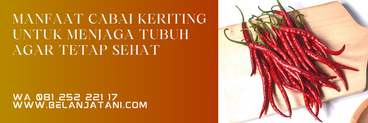 cabe yosi, benih cabe yosi, bibit cabe keriting, bibit cabe keriting f1, harga bibit cabe keriting, bibit cabe keriting unggul