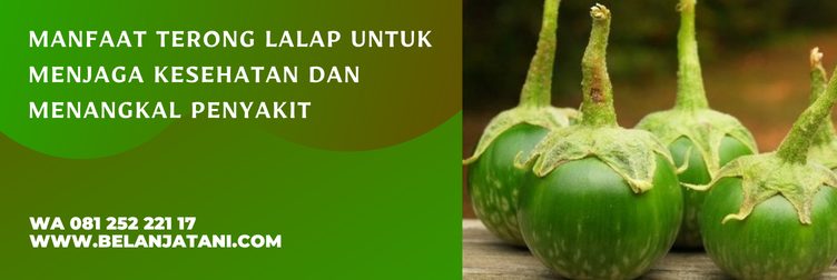 bibit terong lalap, harga bibit terong lalap, bibit terong lalap hijau, jual bibit terong lalap, terong lalap hijau