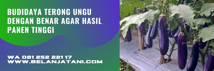 prince 07, benih terong prince 07, bibit terong ungu yang bagus, bibit terong ungu panjang, harga bibit terong ungu