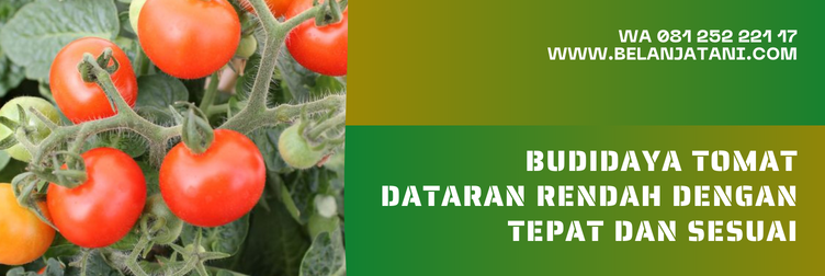 Jual Bibit Tomat Unggul Dataran Rendah Corona 402 Berharga Murah | Belanja Tani bibit tomat, bibit tomat unggul, benih tomat dataran rendah, benih tomat terbaik, tomat dataran rendah, varietas tomat dataran rendah