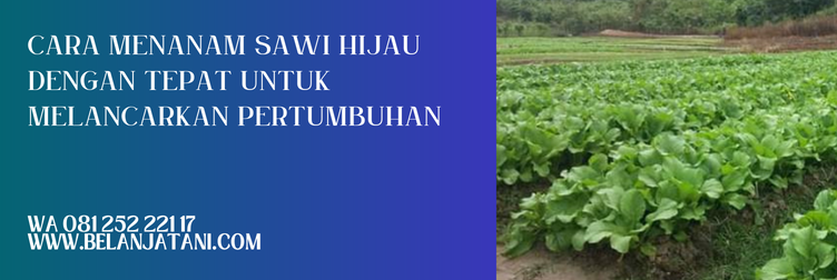 bibit sawi, harga bibit sawi hijau, bibit sawi hijau, harga bibit sawi, benih sawi hijau, benih sawi