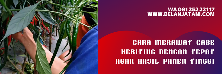 cara menanam cabe keriting agar berbuah lebat, cara menanam cabe keriting yang benar, cara menanam cabe, cara menanam cabai, cara menanam cabe dari biji