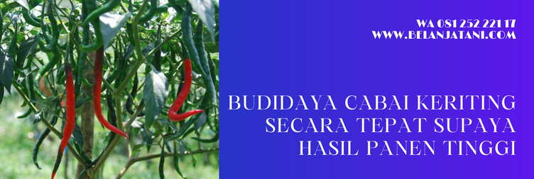 benih cabe red kriss, benih cabe keriting, bibit cabe keriting, bibit cabe keriting unggul, bibit cabe keriting f1