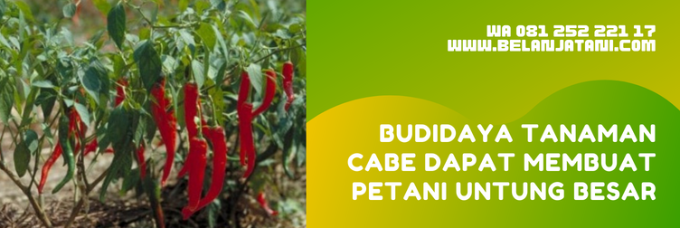 bahan aktif marshal, marshal insektisida, pestisida marshal, insektisida untuk cabe, merk pestisida untuk cabe