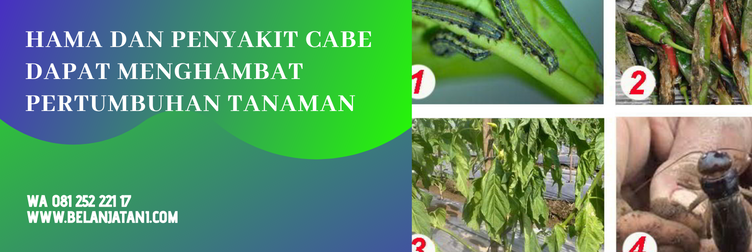 katalog produk syngenta, daftar harga produk syngenta, produk syngenta dan kegunaannya, merk pestisida untuk cabe, merk pestisida untuk cabe