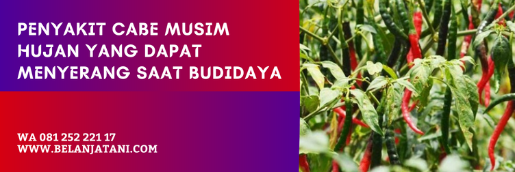 bibit cabe rawit musim hujan, benih cabai tahan hujan, jenis cabe rawit tahan musim hujan, benih cabe musim hujan, benih cabai rawit terbaik, benih cabai rawit unggulan