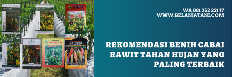 bibit cabe rawit musim hujan, benih cabai tahan hujan, jenis cabe rawit tahan musim hujan, benih cabe musim hujan, benih cabai rawit terbaik, benih cabai rawit unggulan