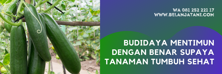 bibit mentimun, benih mentimun, bibit timun, bibit timun terbaik, harga bibit timun