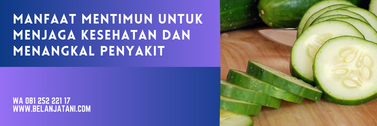 bibit mentimun, benih mentimun, bibit timun, bibit timun terbaik, harga bibit timun