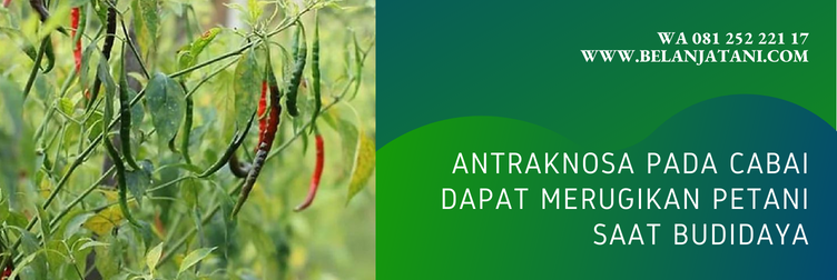nordox fungisida, manfaat nordox untuk cabe, nordox untuk cabe, bahan aktif nordox, fungisida sistemik untuk cabe