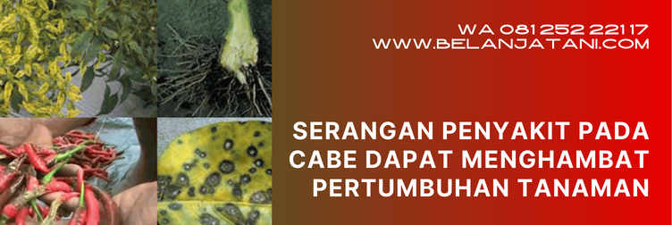 score fungisida, harga score, manfaat fungisida score untuk cabe, manfaat fungisida score, keunggulan fungisida score