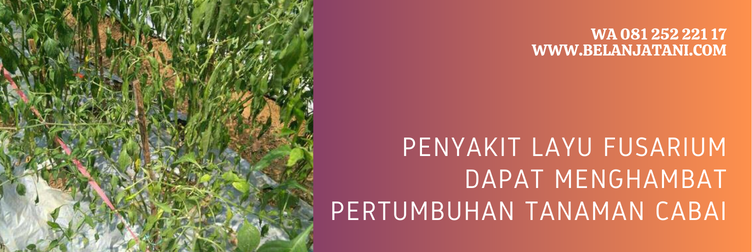 fungisida untuk layu fusarium, bahan aktif fungisida untuk layu fusarium, layu fusarium, fungisida untuk mengatasi layu fusarium, layu fusarium cabai