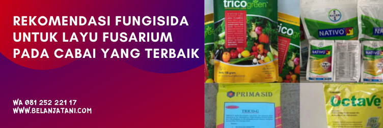 fungisida untuk layu fusarium, bahan aktif fungisida untuk layu fusarium, layu fusarium, fungisida untuk mengatasi layu fusarium, layu fusarium cabai