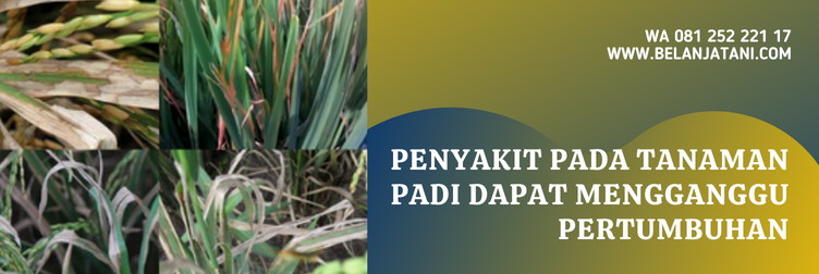 fungisida antracol untuk padi, cara penggunaan fungisida antracol, fungsi fungisida antracol, waktu aplikasi antracol untuk padi, antracol untuk padi
