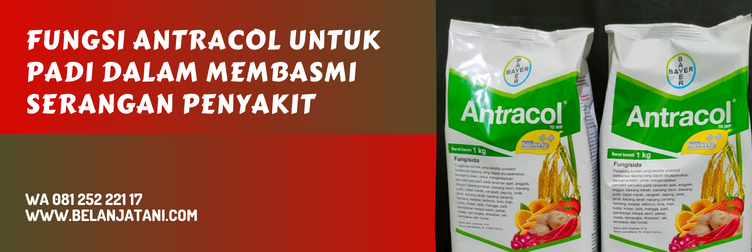 Jual Fungisida Antracol Untuk Padi Berharga Murah Ampuh Membasmi Penyakit | Belanja Tani fungisida antracol untuk padi, cara penggunaan fungisida antracol, fungsi fungisida antracol, waktu aplikasi antracol untuk padi, antracol untuk padi