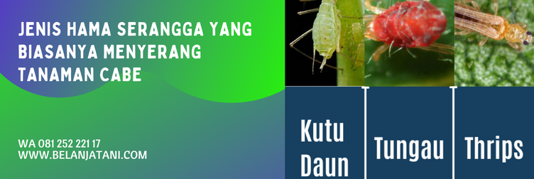 insektisida alika bahan aktif, bahan aktif alika, alika insektisida, harga insektisida alika 250 ml, sasaran insektisida alika, hama sasaran insektisida alika