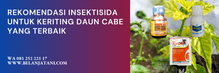 insektisida untuk cabe keriting, daun cabe keriting, daun cabai keriting, cara mengatasi cabe keriting daun, mengatasi keriting daun cabe, keriting daun cabe