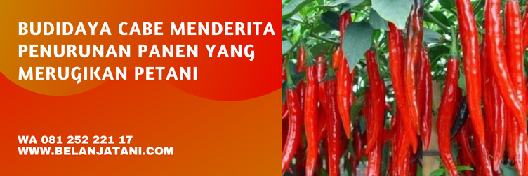 insektisida untuk cabe keriting, daun cabe keriting, daun cabai keriting, cara mengatasi cabe keriting daun, mengatasi keriting daun cabe, keriting daun cabe