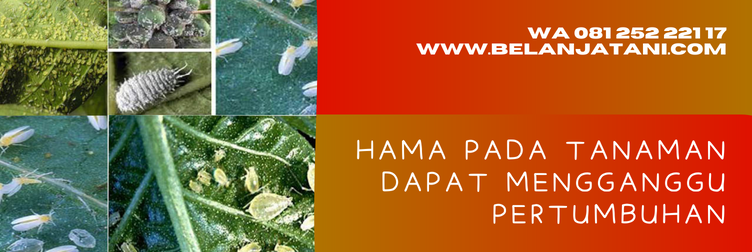 bahan aktif santoat, harga insektisida santoat, kegunaan insektisida, manfaat insektisida, insektisida bahan aktif dimetoat