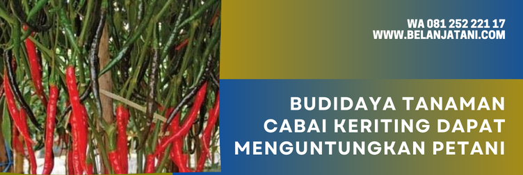 cabai red kriss, benih cabai red kriss, benih cabe red kriss, harga benih cabe red kriss, bibit cabe red kriss
