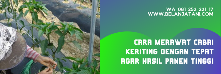 cabai red kriss, benih cabai red kriss, benih cabe red kriss, harga benih cabe red kriss, bibit cabe red kriss