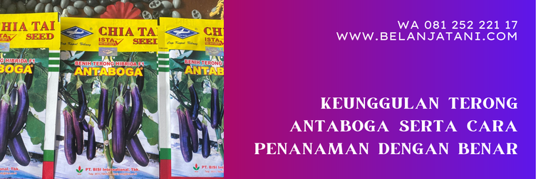 bibit terong antaboga, benih terong antaboga, budidaya terong antaboga, harga bibit terong antaboga, harga terong antaboga