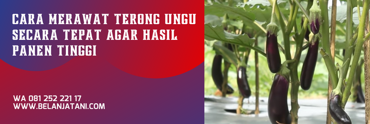 bibit terong antaboga, benih terong antaboga, budidaya terong antaboga, harga bibit terong antaboga, harga terong antaboga