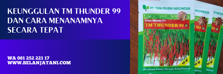 harga bibit cabe tm thunder 99, benih cabe tm thunder 99, bibit cabe keriting unggul, cabe kriting tm 99, benih cabe keriting unggul tahan penyakit