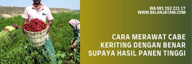 harga bibit cabe tm thunder 99, benih cabe tm thunder 99, bibit cabe keriting unggul, cabe kriting tm 99, benih cabe keriting unggul tahan penyakit