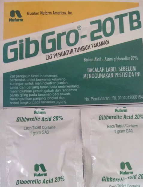Pupuk,Tanaman Padi,Pertanian,Hortikultura