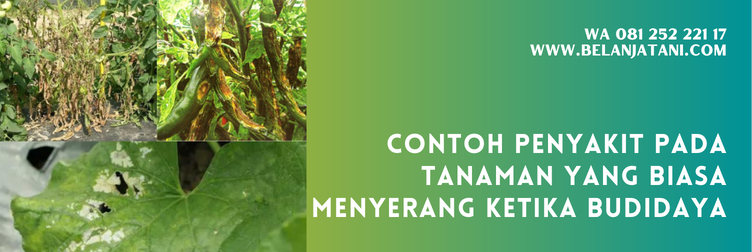 harga fungisida arashi, fungisida untuk layu fusarium, bahan aktif fungisida untuk layu fusarium, bahan aktif fungisida, fungisida untuk layu fusarium pada tomat