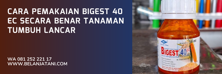 zpt bigest 40 ec, zpt terbaik untuk padi, merk zpt untuk cabe, dosis pemakaian bigest 40 ec, bigest 40 ec untuk padi