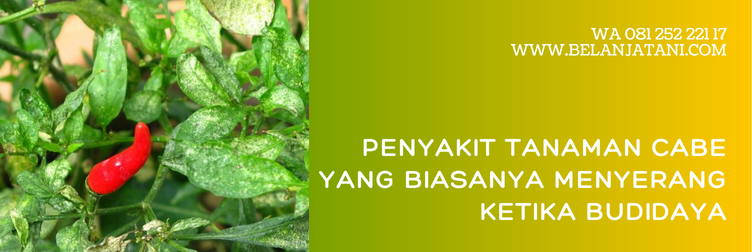 nativo fungisida, bahan aktif nativo, harga fungisida nativo, harga nativo, dosis nativo per tangki