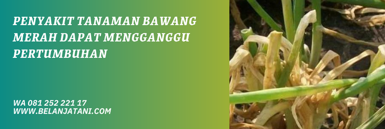 octave fungisida, fungisida untuk bawang merah di musim hujan, manfaat fungisida octave, bahan aktif fungisida octave, fungisida sistemik untuk layu fusarium