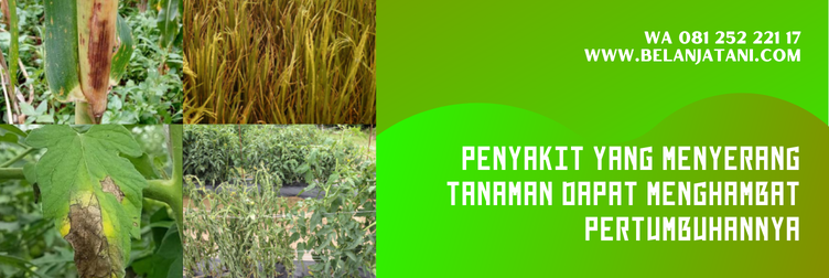 copcide, manfaat fungisida copcide 77 wp, fungisida bahan aktif tembaga, fungsi fungisida, harga fungisida copcide 77 wp