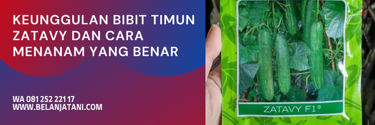bibit timun zatavy, harga bibit timun zatavy, budidaya timun zatavy, benih timun zatavy, benih timun cap panah merah