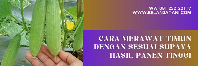 bibit timun zatavy, harga bibit timun zatavy, budidaya timun zatavy, benih timun zatavy, benih timun cap panah merah