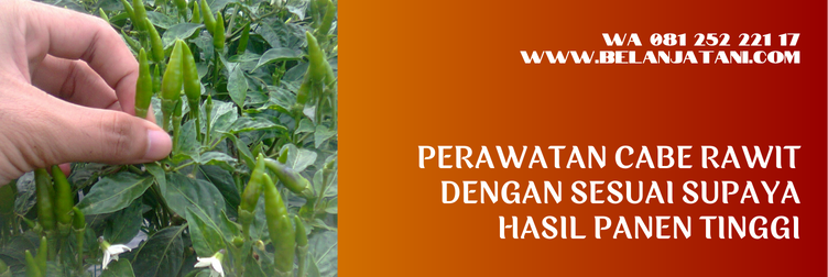 bibit cabe rawit ori 212, harga bibit cabe rawit ori 212, bibit cabe ori 212, ori 212 aura seed, deskripsi cabe rawit ori 212
