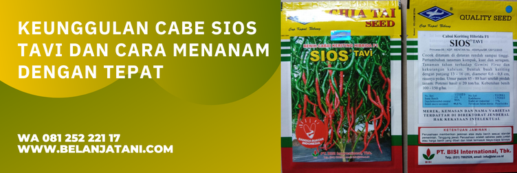 bibit cabe sios tavi, harga bibit cabe sios tavi, benih cabe keriting, benih cabe keriting yang bagus, benih cabe keriting unggul tahan penyakit, benih cabe keriting unggul